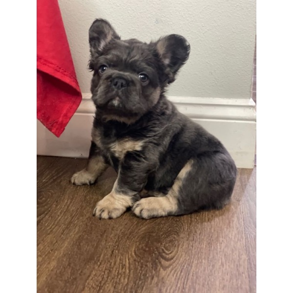 brindle french bulldog