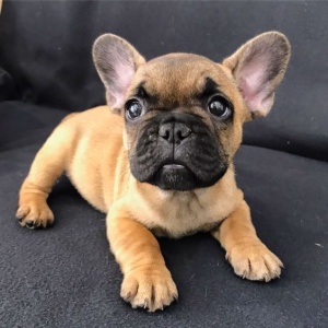 brindle french bulldog