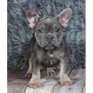 brindle french bulldog