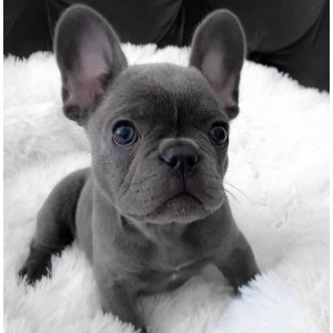 brindle french bulldog