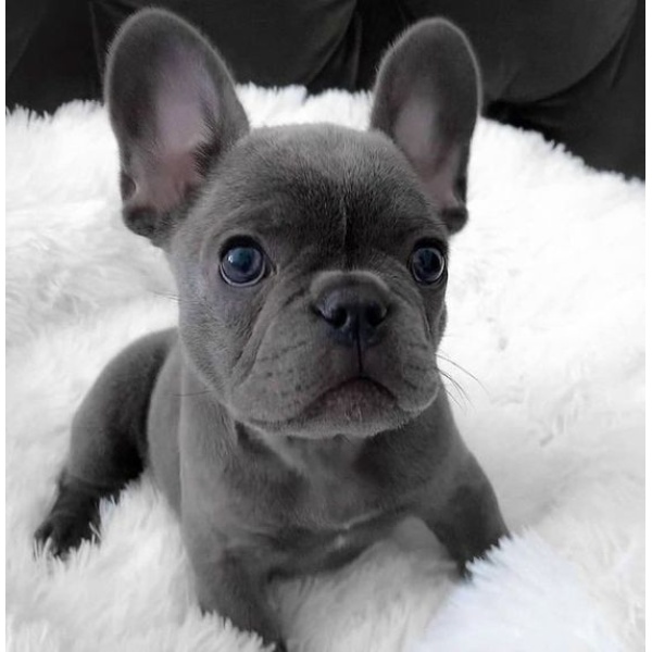 brindle french bulldog