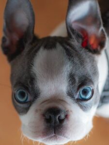 french bulldogs for sale in new jersey