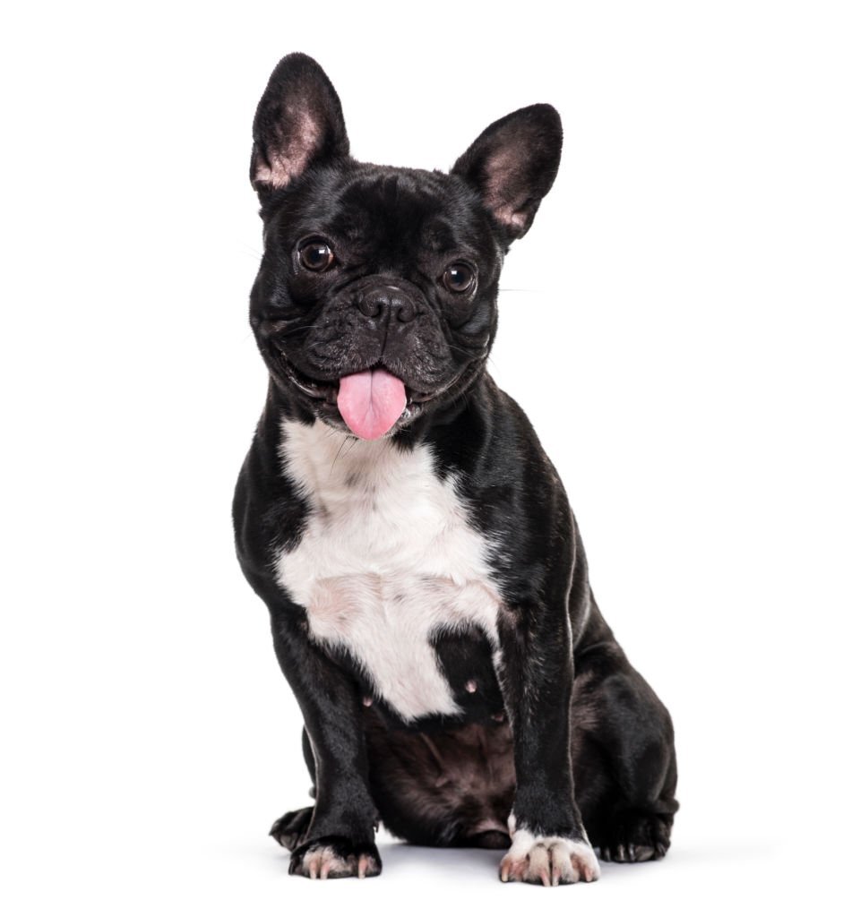 brindle french bulldog