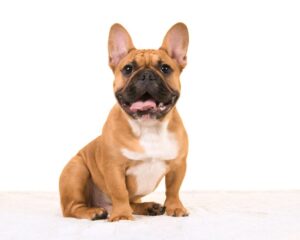 french bulldog puppies east texas