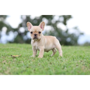 brindle french bulldog