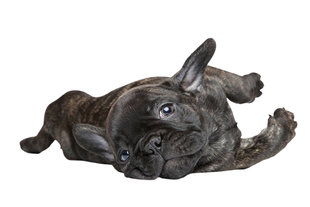 brindle french bulldog