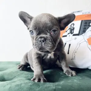 grey french bulldog
