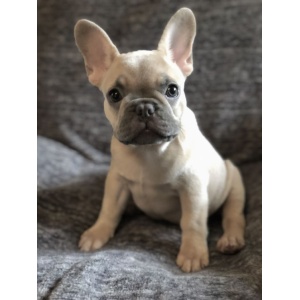 brindle french bulldog