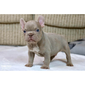 brindle french bulldog