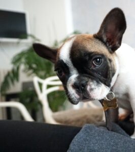french bulldog breeders in california
