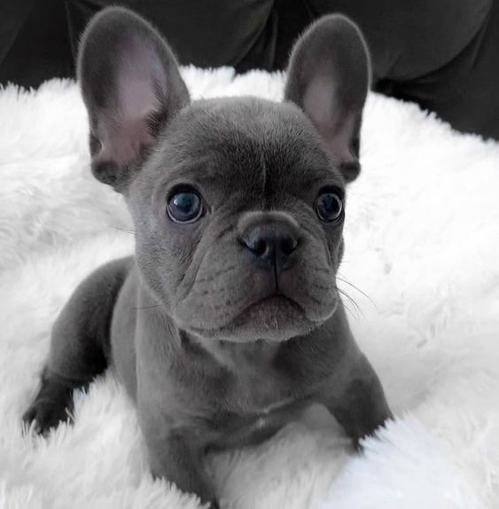 grey blue-eyed french bulldogs