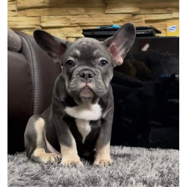 brindle french bulldog