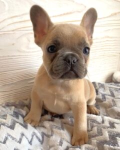 frenchies fawn