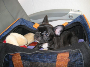 french bulldog shipping