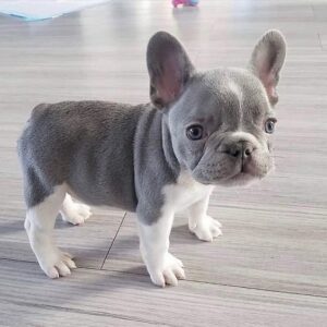 lilac and tan french bulldog
