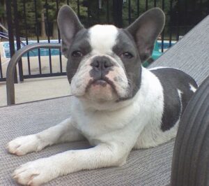 blue and white french bulldog
