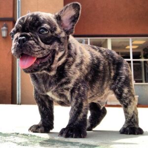 brindle french bulldogs