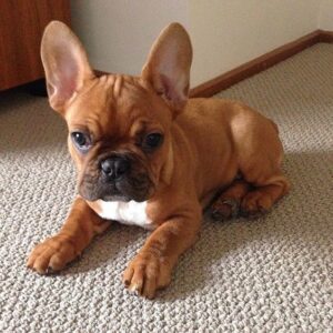 red fawn french bulldog