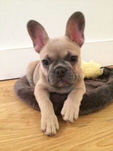 lilac french bulldog