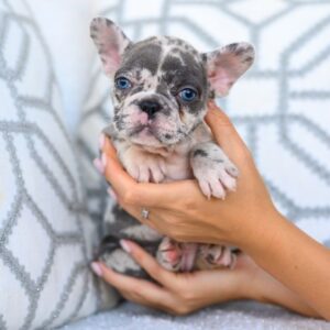 frenchie breeder reviews