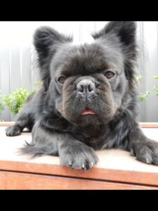 long-haired french bulldog for sale