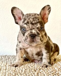 brown merle frenchie