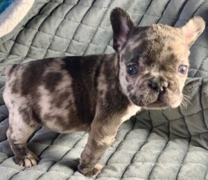 chocolate merle french bulldog