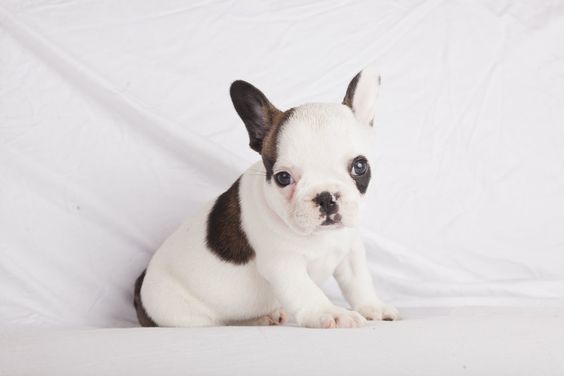 fawn pied french bulldog