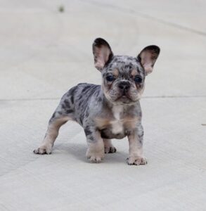 lavender frenchie