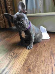 french bulldog texas