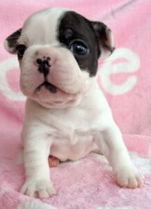 pied french bulldog
