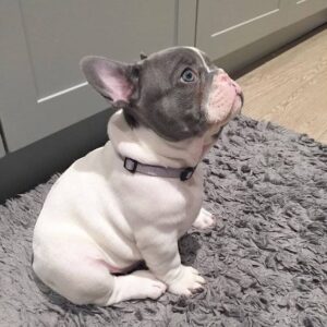 white fluffy french bulldog