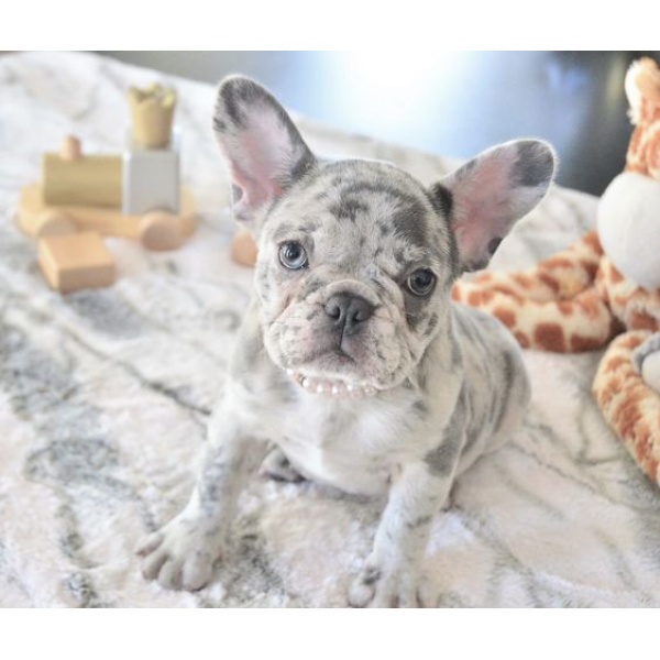 brindle french bulldog