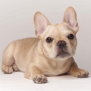 cream french bulldog