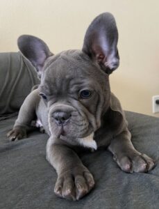 french bulldog grey blue eyes puppy