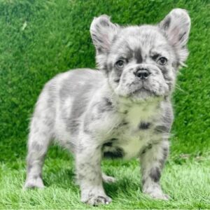 fluffy french bulldog for sale