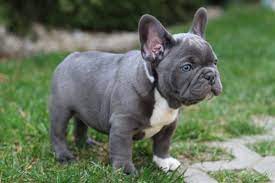 blue french bulldog price