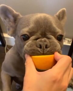 frenchie eat oranges