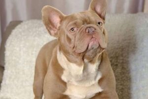 chocolate tan french bulldog