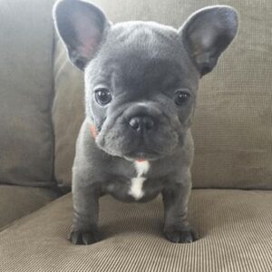 blue nose french bulldog